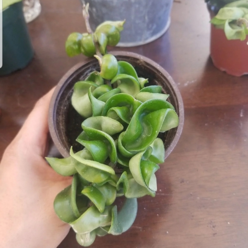 Hoya Hindu rope